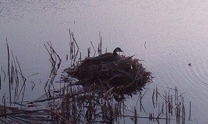 Mamma Goose